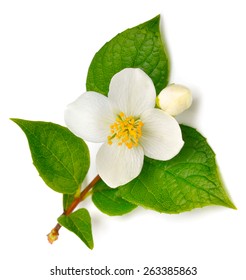Jasmine flower isolated on white - Shutterstock ID 263385863