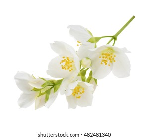 Jasmine Flower Isolated On White