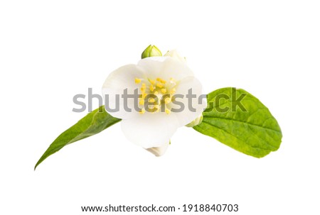 jasmine flower isolated on white background 