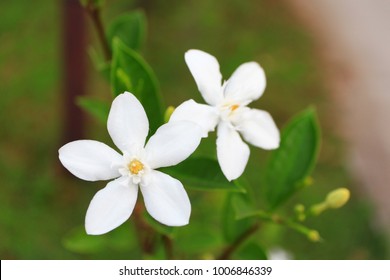 Jasmine Flower (Jasminum Officinale)