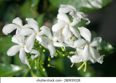 Jasmine Flower (Jasminum Officinale)