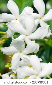 Jasmine Flower (Jasminum Officinale)