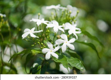 Jasmine Flower (Jasminum Officinale)