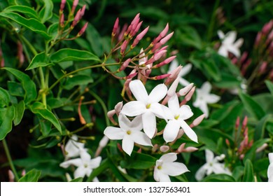Jasmine flower (Jasminum officinale), blooming with green leaves background