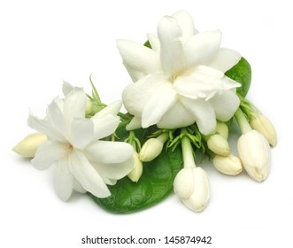 Jasmine Flower With Leaves