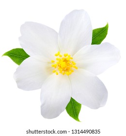 Jasmine flower with leaves isolated on white background - Shutterstock ID 1314490835