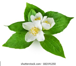Jasmine flower with leaves on white background - Shutterstock ID 182191250