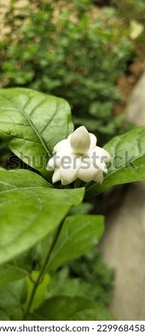 Jasmine flower, Mogra flower, Flower 