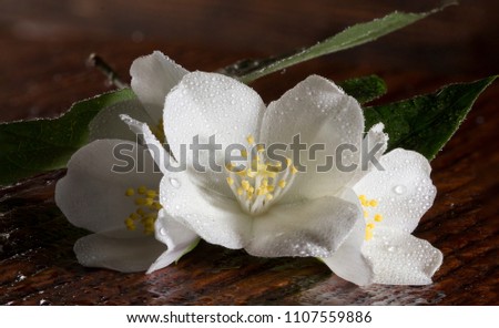 Jasmine flower on the old wood background,select focus