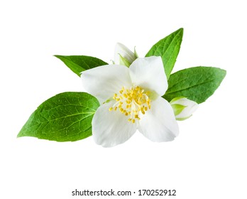 Jasmine Flower On White Background