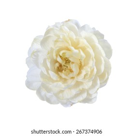 Jasmine Flower On White Background.
