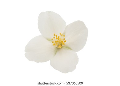 Jasmine Flower On A White Background