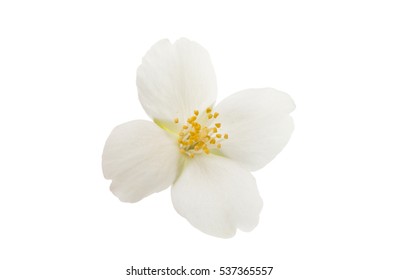 Jasmine Flower On A White Background