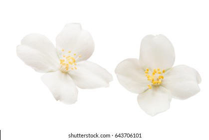 Jasmine Flower On A White Background