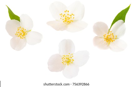 Jasmine Flower On A White Background