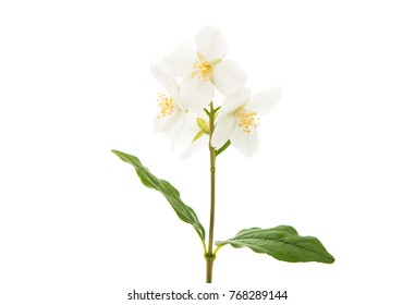 Jasmine Flower On A White Background