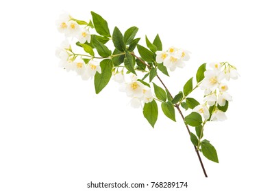 Jasmine Flower On A White Background