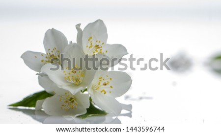 Jasmine flower on the white background,select focus
