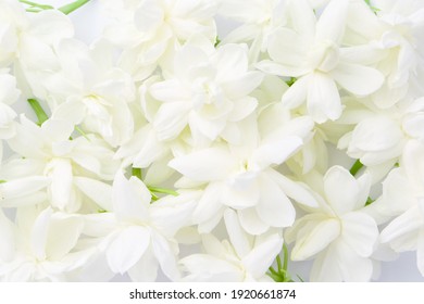 Jasmine Flower On White Texture Background , Top View , Flat Lay.