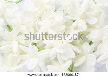 Jasmine flower on white texture background , top view , flat lay.