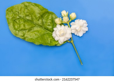 Jasmine Flower Over Blue Background. Top View Image.