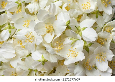 Jasmine flower in a rustic bowl. White jasmine flower for tea and syrup. June flowers in Poland. Europe plants. White flowers. Healthy food. - Shutterstock ID 2171677607