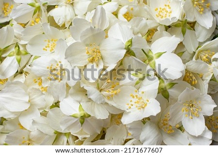 Jasmine flower in a rustic bowl. White jasmine flower for tea and syrup. June flowers in Poland. Europe plants. White flowers. Healthy food.