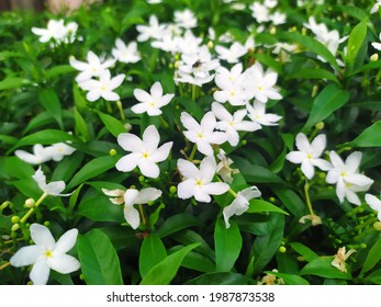 Jasmine Flower Stalks Planted Stock Photo 1987873538 | Shutterstock