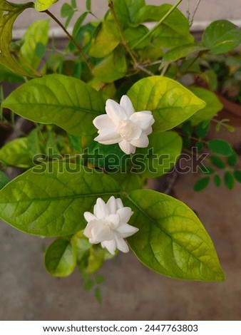 Jasmine Flower, white flower, Jasmine plant
#JasmineFlower #Jasmine #flowers 