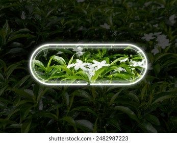 Jasmine flowers background with neon light. White line frame geometric and glowing. - Powered by Shutterstock