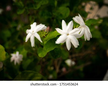 The Jasmine Flowers Blooming In The Jasmine Field