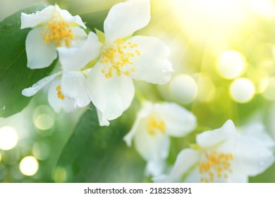 Jasmine flowers closeup. White Jasmin flowers blooming in spring garden. Aroma therapy, fragrant tea, perfume ingredient. Botany background 