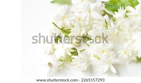 Jasmine flowers fresh isolated on white background.