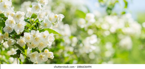 Jasmine Flowers In A Garden On A Green Background