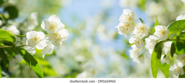 Jasmine Flowers In A Garden. Spring Background