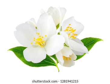Jasmine flowers isolated on white background - Shutterstock ID 1281941215