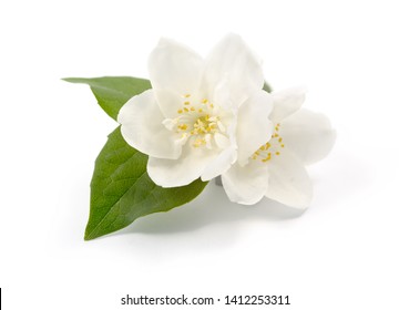 Jasmine flowers isolated on white background - Shutterstock ID 1412253311