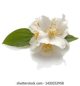 Jasmine flowers isolated on white background cutout - Shutterstock ID 1420252958