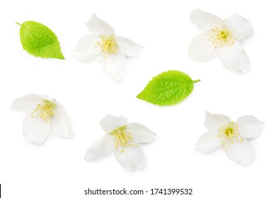 Jasmine Flowers Isolated On White Background. Top View