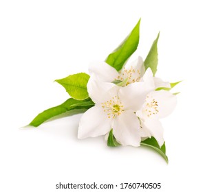 Jasmine flowers isolated on white background. Jasmine branch. - Shutterstock ID 1760740505