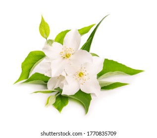 Jasmine flowers isolated on white background. Jasmine branch. - Shutterstock ID 1770835709
