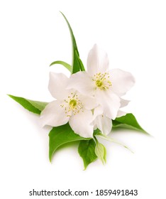 Jasmine flowers isolated on white background. Jasmine branch. - Shutterstock ID 1859491843