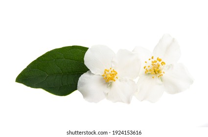 Jasmine Flowers Isolated On White Background