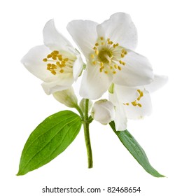 Jasmine Flowers  Isolated On White