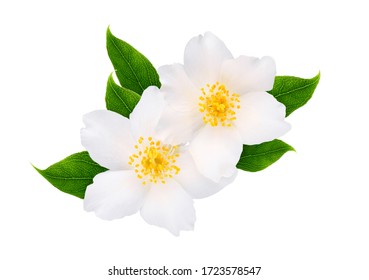 Jasmine flowers with leaves isolated on white background - Shutterstock ID 1723578547
