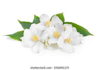 Jasmine flowers with leaves isolated on white background - Shutterstock ID 1926901175