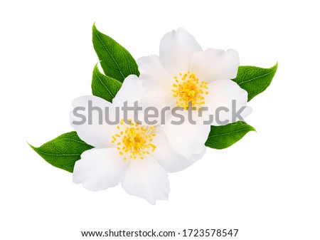 Jasmine flowers with leaves isolated on white background