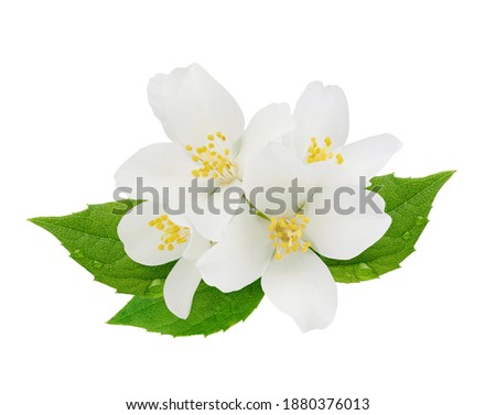 Jasmine flowers with leaves isolated on white background