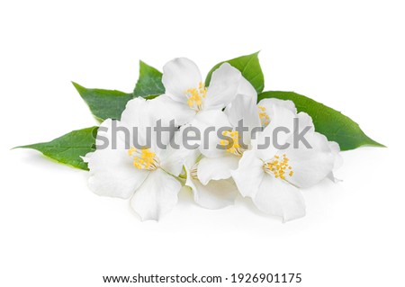 Jasmine flowers with leaves isolated on white background