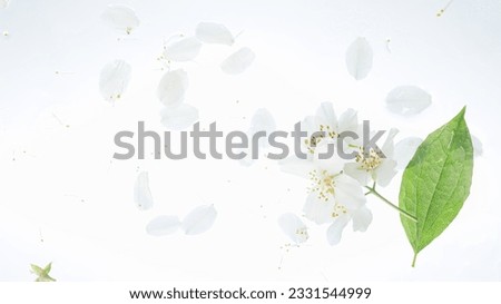 Jasmine flowers, light background, top view, jasmine blooming, white monochrome. wet glass background with water drops and flowers behind it, still life white backdrop